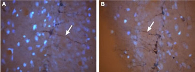CNGA3 Antibody in Immunohistochemistry (Frozen) (IHC (F))