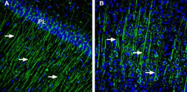 KCNMB4 Antibody in Immunohistochemistry (Frozen) (IHC (F))