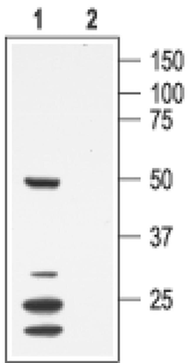 KV1.7 (KCNA7) Antibody in Western Blot (WB)