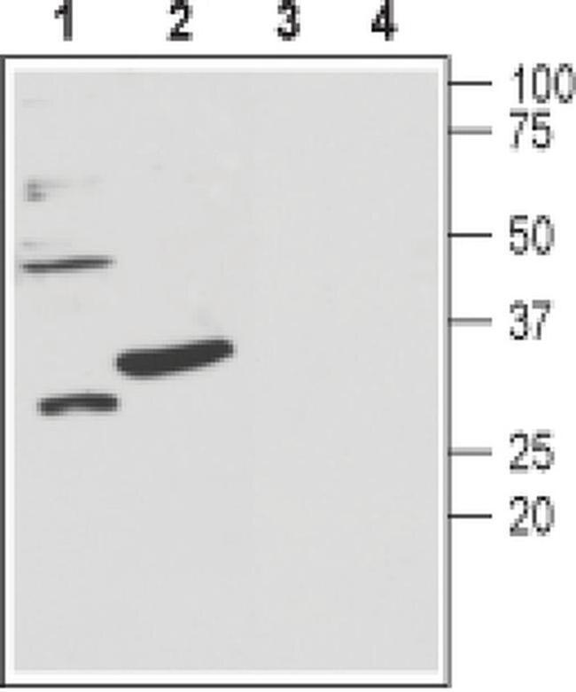 KCNMB3 (extracellular) Antibody in Western Blot (WB)