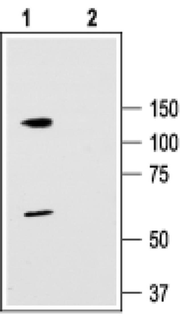 KV3.3 (KCNC3) Antibody in Western Blot (WB)