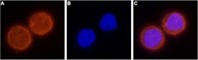 KCNH1 Antibody in Immunocytochemistry (ICC/IF)