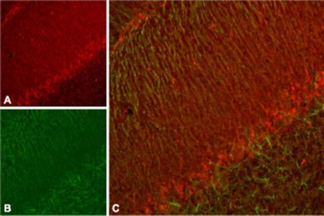 KCNH7 Antibody in Immunohistochemistry (IHC)