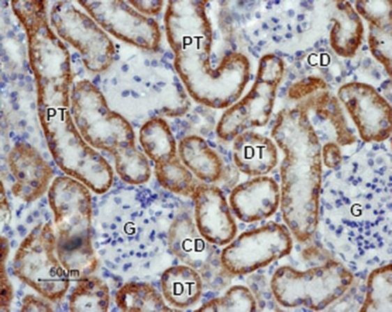 Kir5.1 (KCNJ16) Antibody in Immunohistochemistry (Paraffin) (IHC (P))