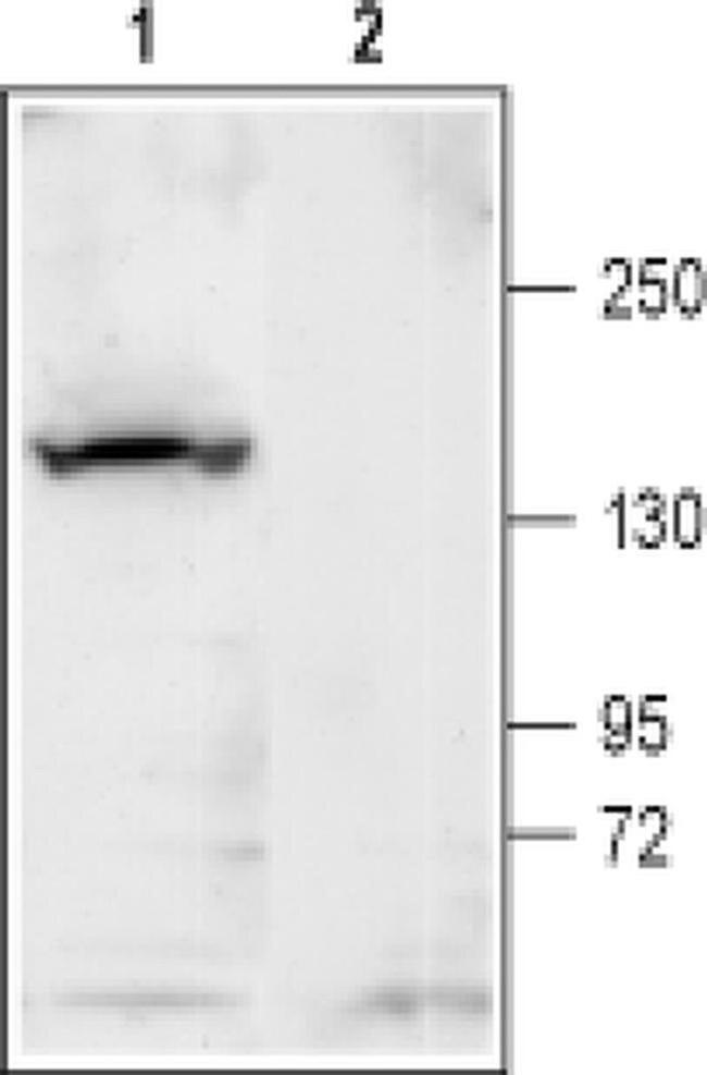 KCNT1 Antibody in Western Blot (WB)