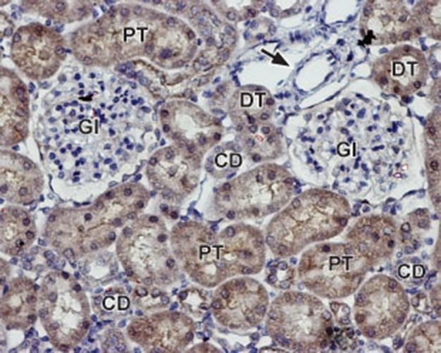 Kir7.1 (KCNJ13) (extracellular) Antibody in Immunohistochemistry (Paraffin) (IHC (P))