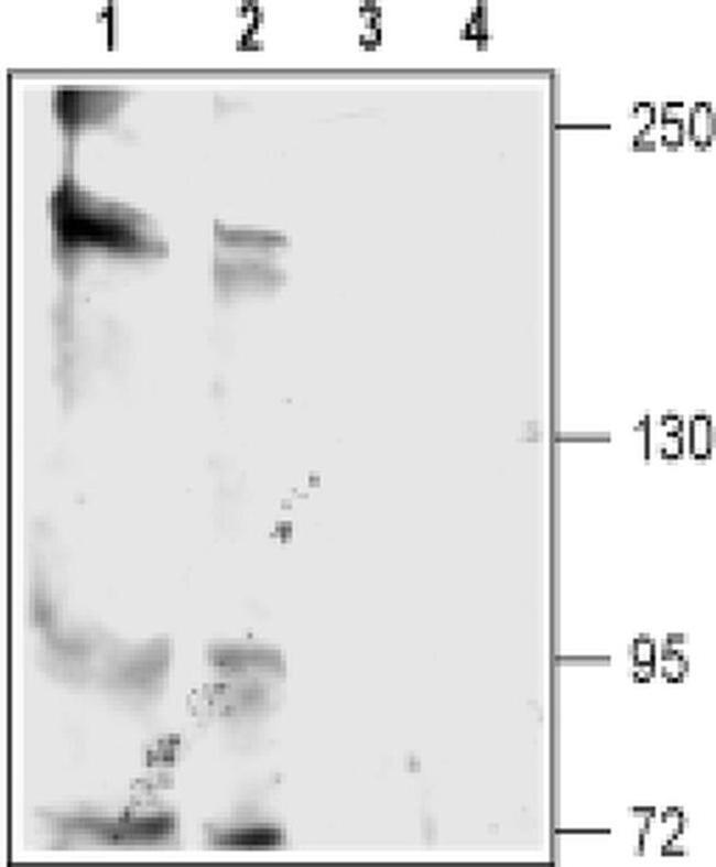 KCNT2 Antibody in Western Blot (WB)