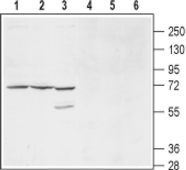 KCNS1 (extracellular) Antibody in Western Blot (WB)