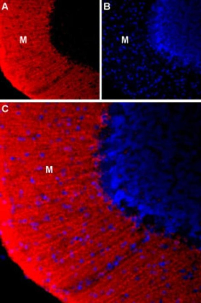 KCNS3 (extracellular) Antibody in Immunohistochemistry (Frozen) (IHC (F))
