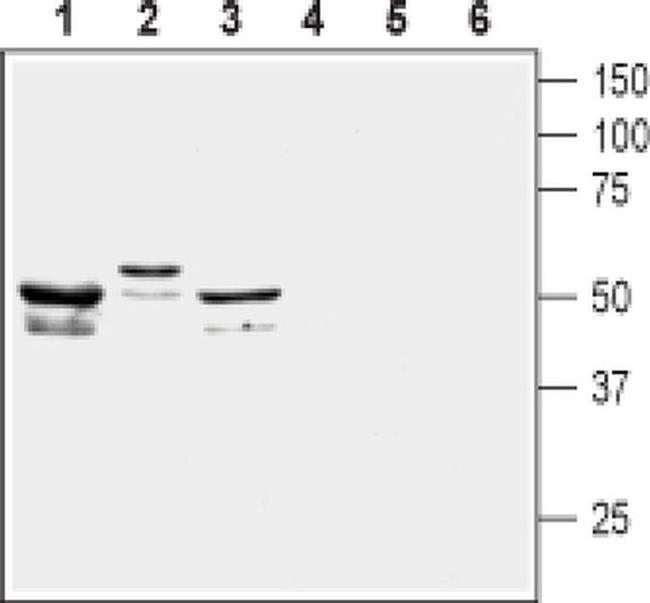 KCNF1 Antibody in Western Blot (WB)