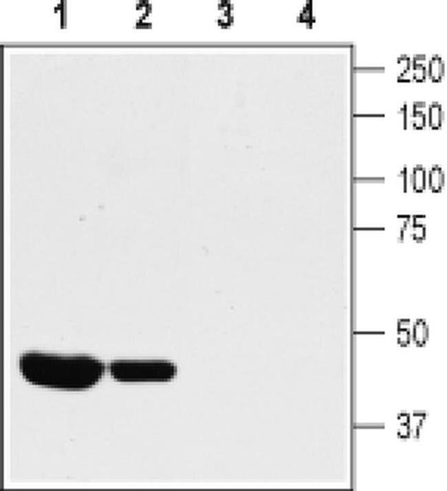 KV1.8 (KCNA10) Antibody in Western Blot (WB)