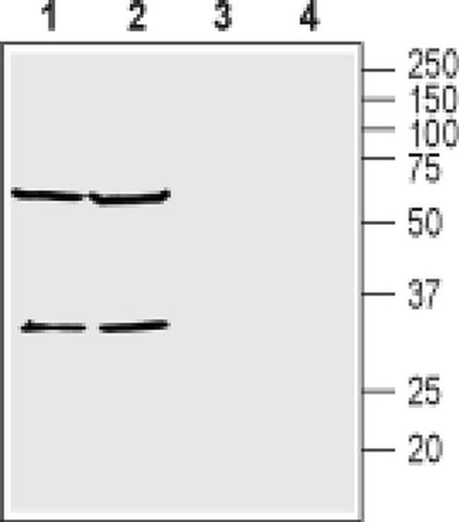 KCNK15 (extracellular) Antibody in Western Blot (WB)