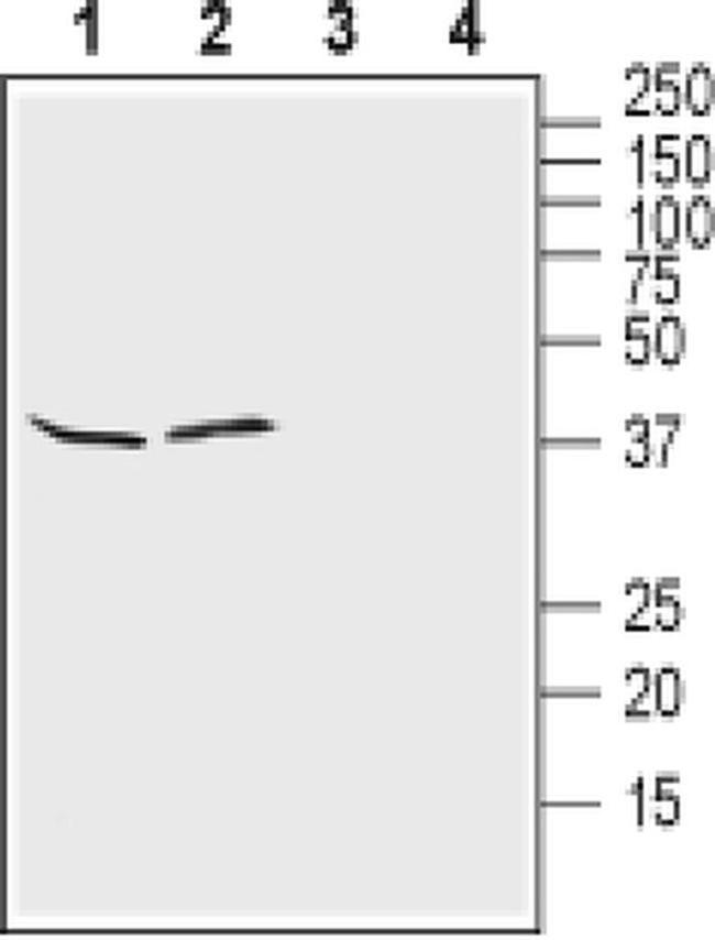 Kir4.1 (KCNJ10) (extracellular) Antibody in Western Blot (WB)