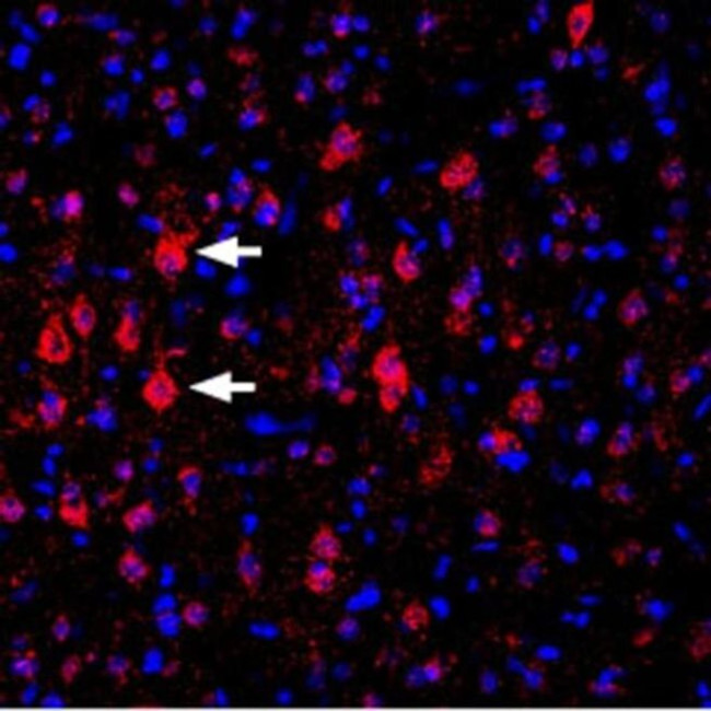 KV1.4 (KCNA4) (extracellular) Antibody in Immunohistochemistry (Frozen) (IHC (F))