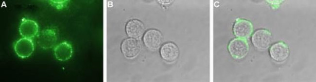 KCNQ1 (extracellular) Antibody in Immunocytochemistry (ICC/IF)