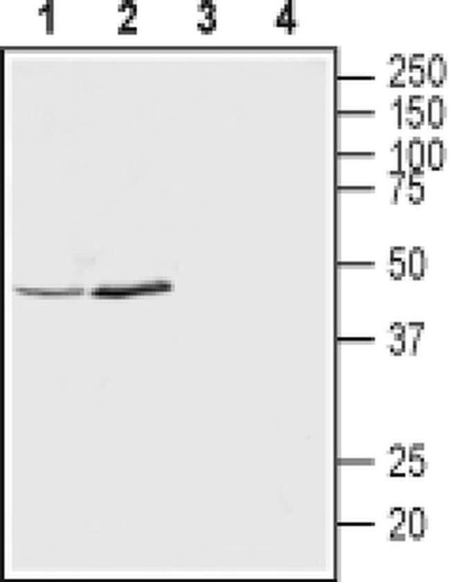 KCNK12 (extracellular) Antibody in Western Blot (WB)
