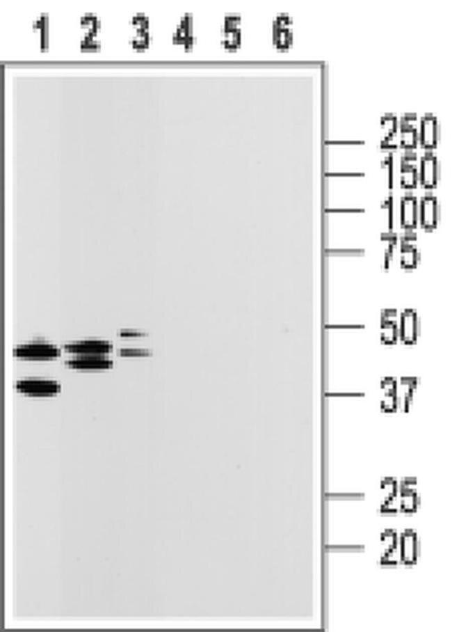 P2Y14 (extracellular) Antibody in Western Blot (WB)