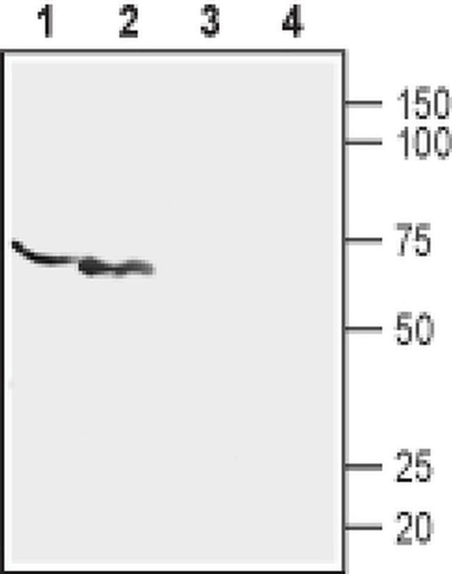 P2X6 (extracellular) Antibody in Western Blot (WB)