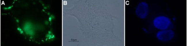 Protease-Activated Receptor-4 (extracellular) Antibody in Immunocytochemistry (ICC/IF)
