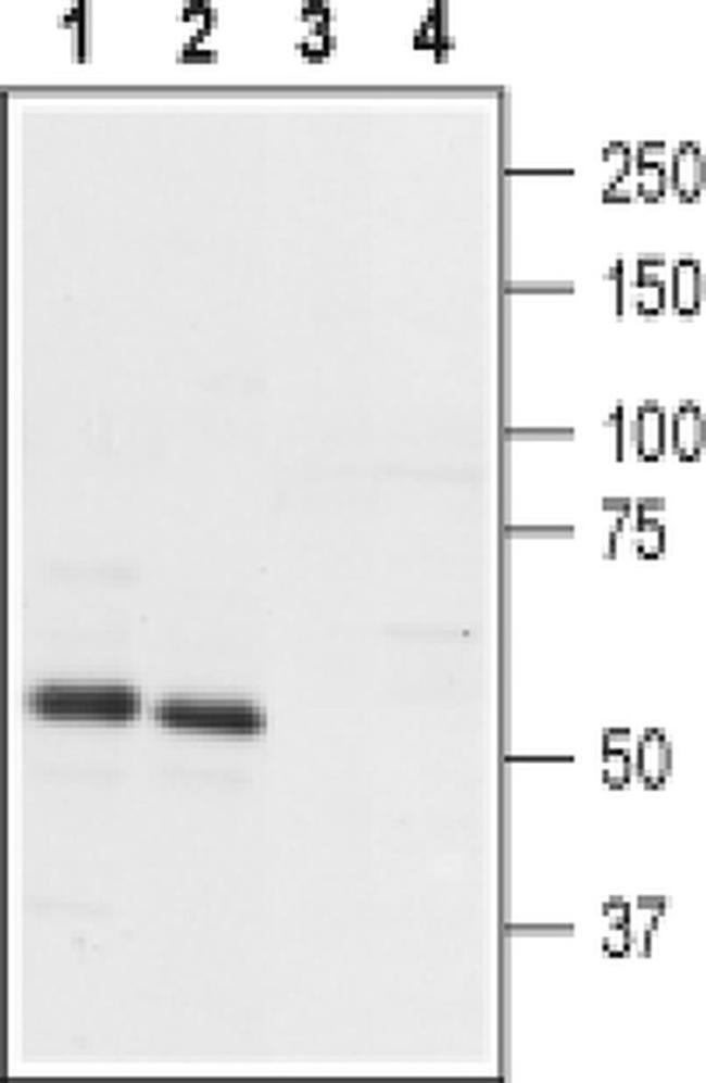 PTH2R (extracellular) Antibody in Western Blot (WB)