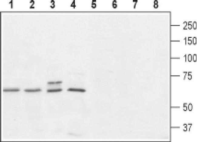 GPR10 Antibody in Western Blot (WB)