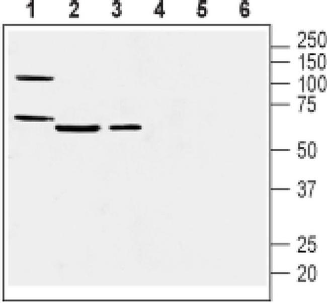 PTGIR (extracellular) Antibody in Western Blot (WB)