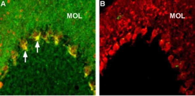 Caspr2 Antibody in Immunohistochemistry (Frozen) (IHC (F))