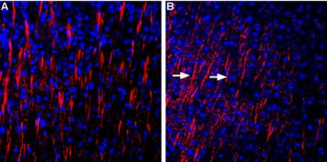 SHANK3 Antibody in Immunohistochemistry (Frozen) (IHC (F))
