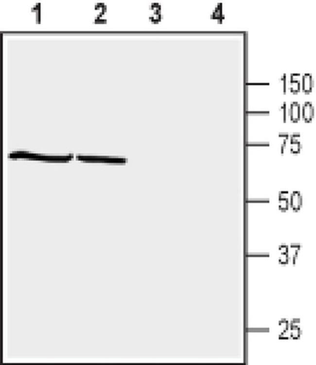 SNTB1 Antibody in Western Blot (WB)