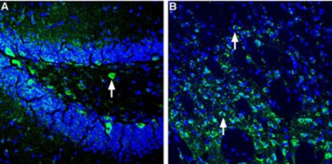HOMER1 Antibody in Immunohistochemistry (Frozen) (IHC (F))