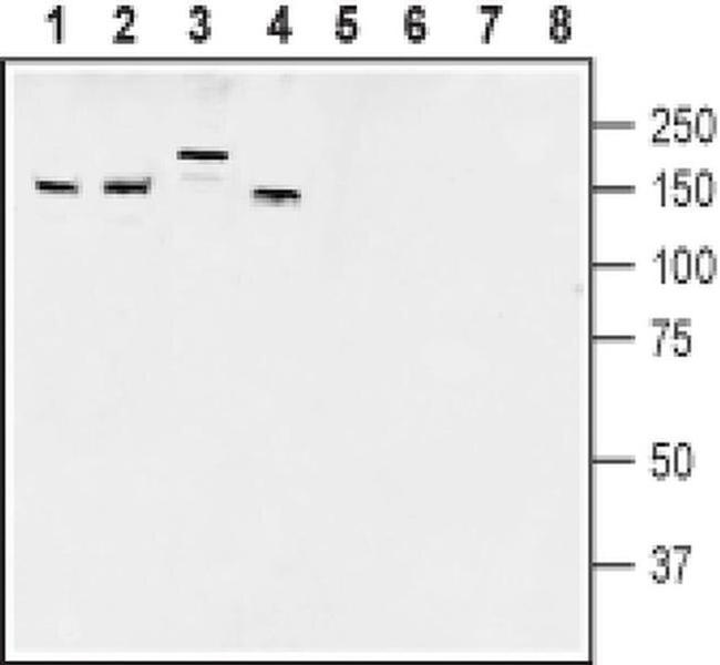 AKAP5 Antibody in Western Blot (WB)