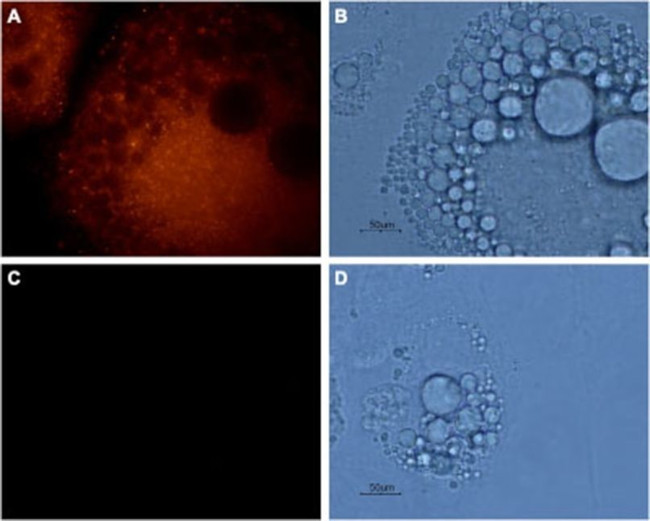 Aquaporin 7 Antibody in Immunocytochemistry (ICC/IF)