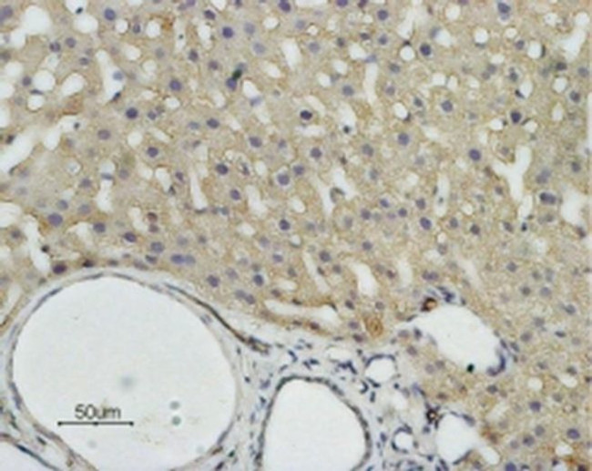 Aquaporin 9 Antibody in Immunohistochemistry (Paraffin) (IHC (P))