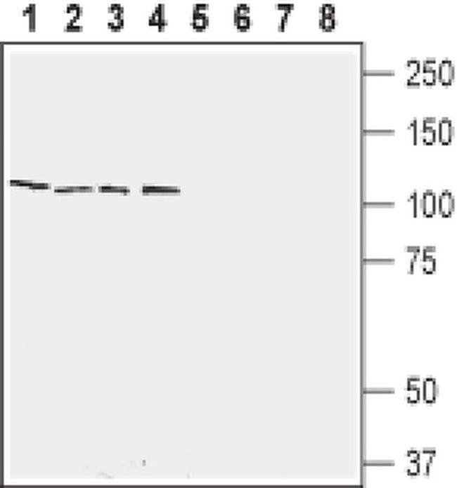 RXFP2 (extracellular) Antibody in Western Blot (WB)