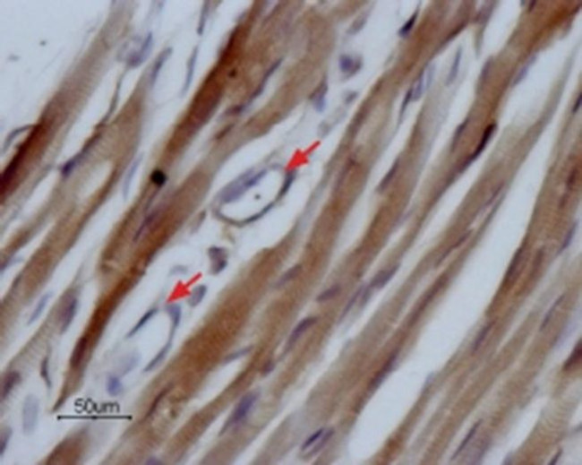SCN5A Antibody in Immunohistochemistry (Paraffin) (IHC (P))