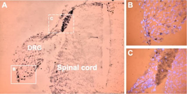SCN11A Antibody in Immunohistochemistry (Frozen) (IHC (F))