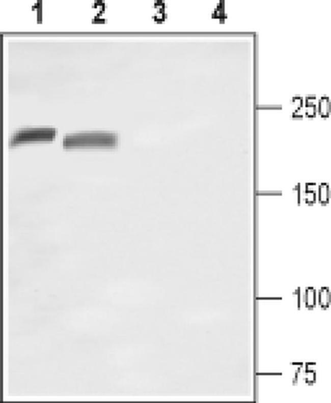 SCN10A (extracellular) Antibody in Western Blot (WB)
