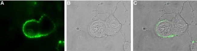 pan ASIC (extracellular) Antibody in Immunocytochemistry (ICC/IF)