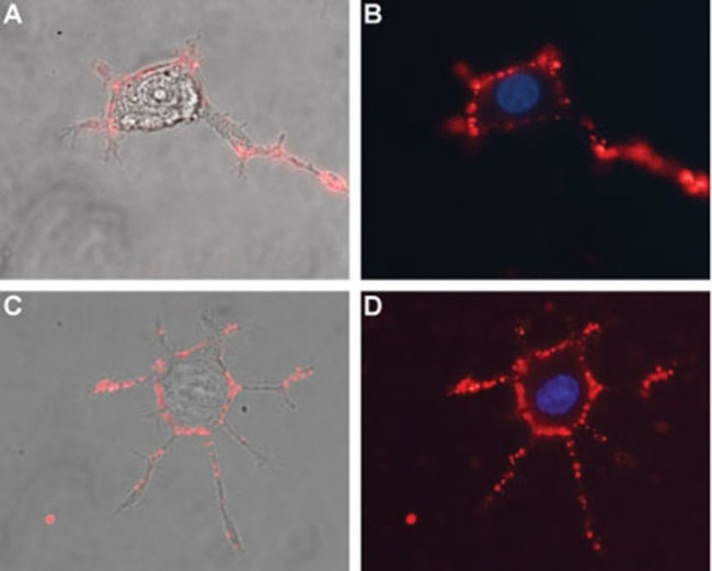 SCN1B (extracellular) Antibody in Immunocytochemistry (ICC/IF)