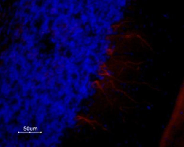 HTR1A Antibody in Immunohistochemistry (Frozen) (IHC (F))