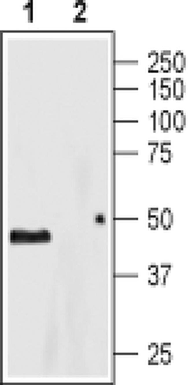 HTR4 (extracellular) Antibody in Western Blot (WB)