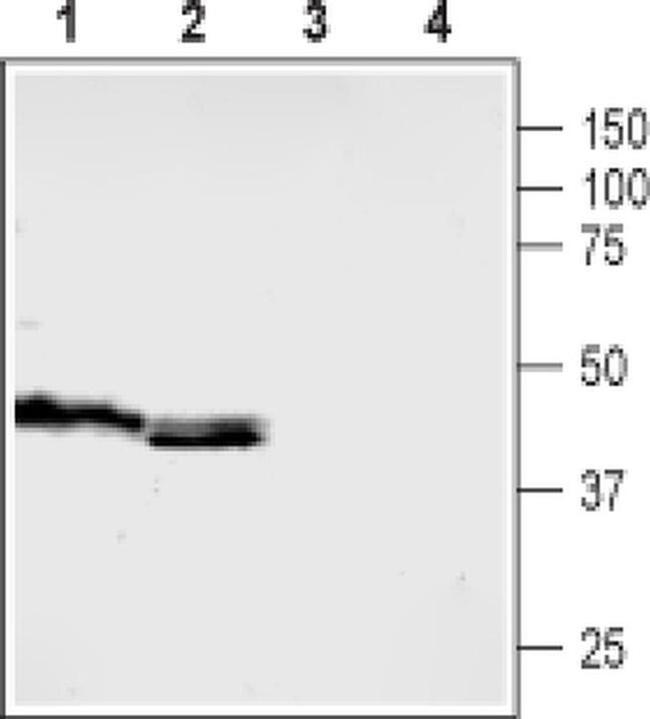 HTR5B (extracellular) Antibody in Western Blot (WB)