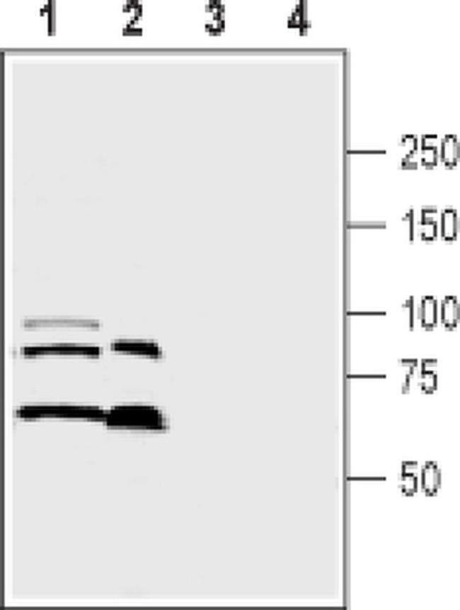 SEMA3A Antibody in Western Blot (WB)
