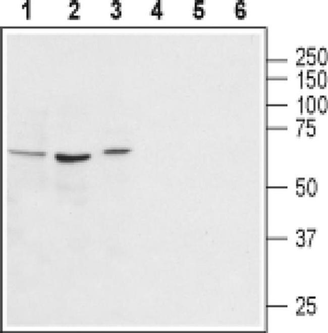 AVPR1A Antibody in Western Blot (WB)