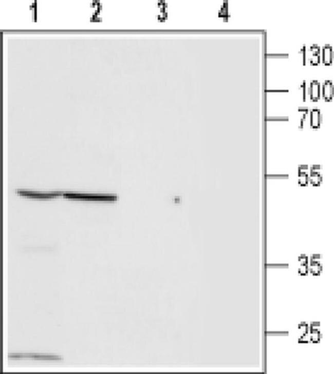 ZACN (extracellular) Antibody in Western Blot (WB)