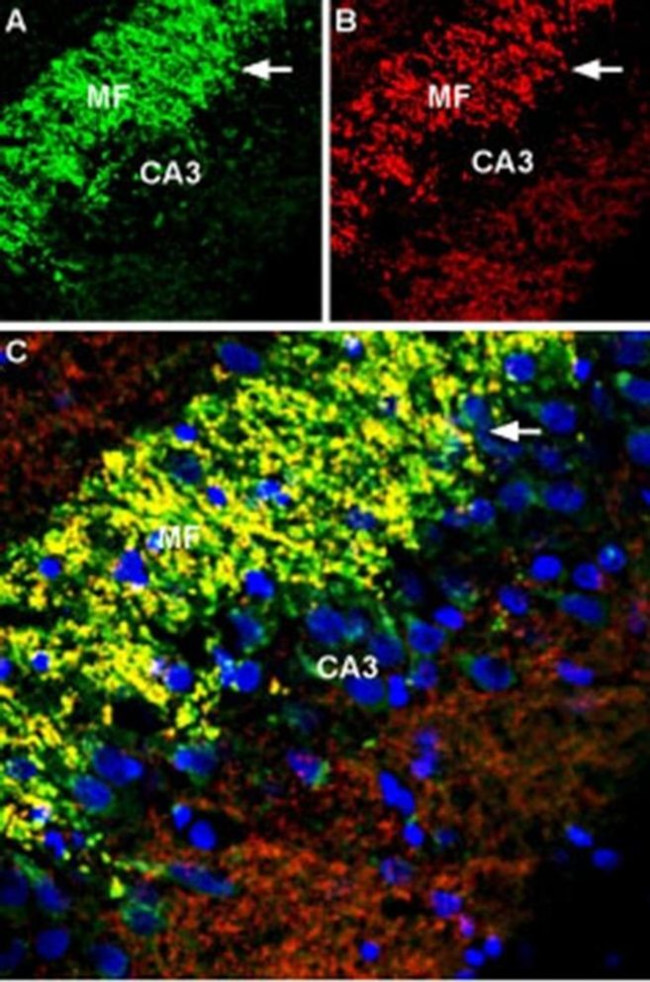 SLC30A3 Antibody in Immunohistochemistry (Frozen) (IHC (F))