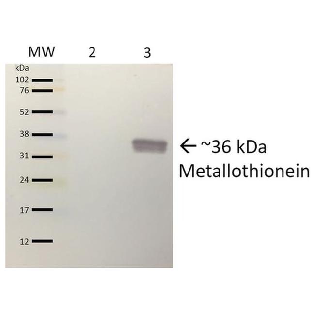 Metallothionein Antibody in Western Blot (WB)