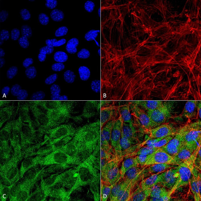 FNIP1 Antibody in Immunocytochemistry (ICC/IF)