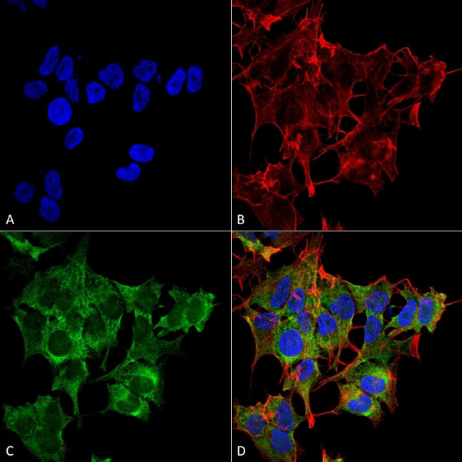 ATG4A Antibody in Immunocytochemistry (ICC/IF)