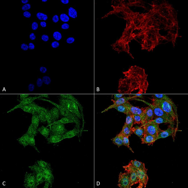 ATG4D Antibody in Immunocytochemistry (ICC/IF)